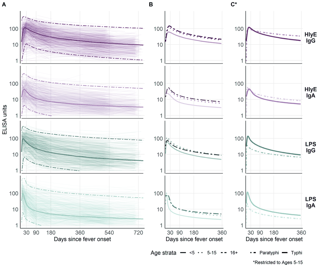 Antibody decay curves stratified by age group and by Typhi versus Paratyphi A serotype, for four antigen-isotypes